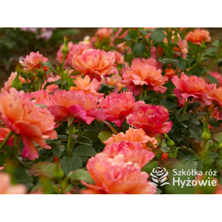 Easy Does It® - Róże Rabatowe - 