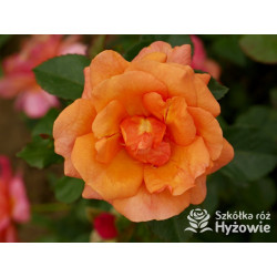 Easy Does It® - Róże Rabatowe - 