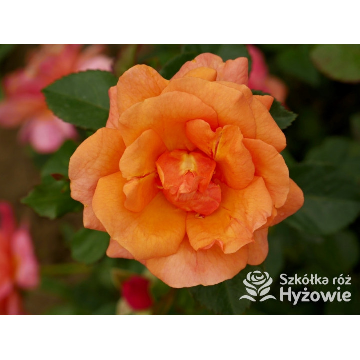 Easy Does It® - Róże Rabatowe - 