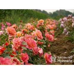 Easy Does It® - Róże Rabatowe - 