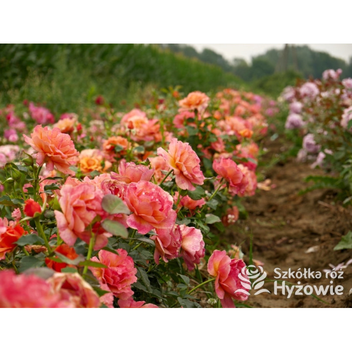 Easy Does It® - Róże Rabatowe - 