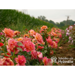 Easy Does It® - Róże Rabatowe - 