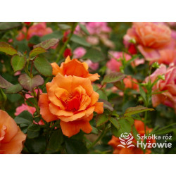 Easy Does It® - Róże Rabatowe - 