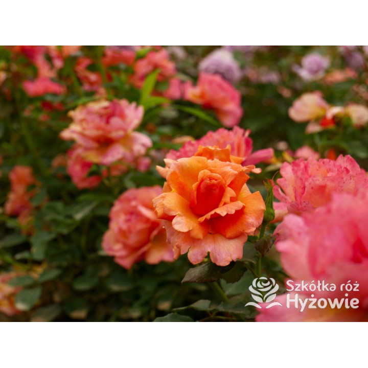 Easy Does It® - Róże Rabatowe - 