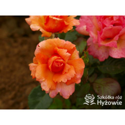 Easy Does It® - Róże Rabatowe - 