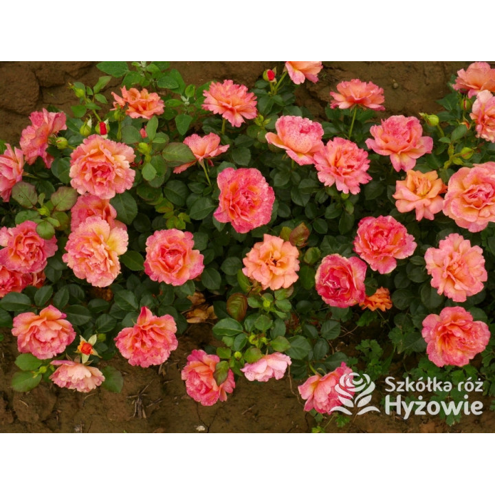 Easy Does It® - Róże Rabatowe - 