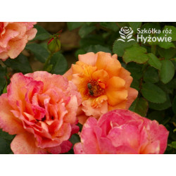 Easy Does It® - Róże Rabatowe - 