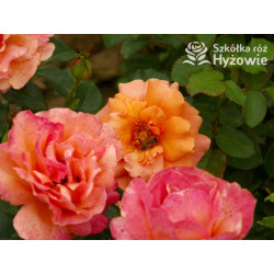 Easy Does It® - Róże Rabatowe - 