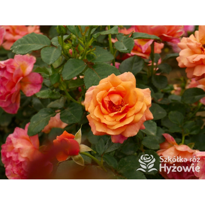 Easy Does It® - Róże Rabatowe - 