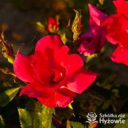 Knock Out® - Róże Rabatowe - 