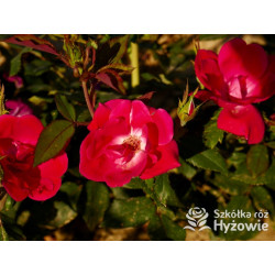 Knock Out® - Róże Rabatowe - 