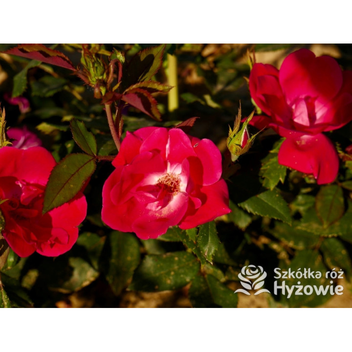 Knock Out® - Róże Rabatowe - 