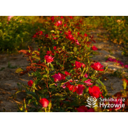 Knock Out® - Róże Rabatowe - 