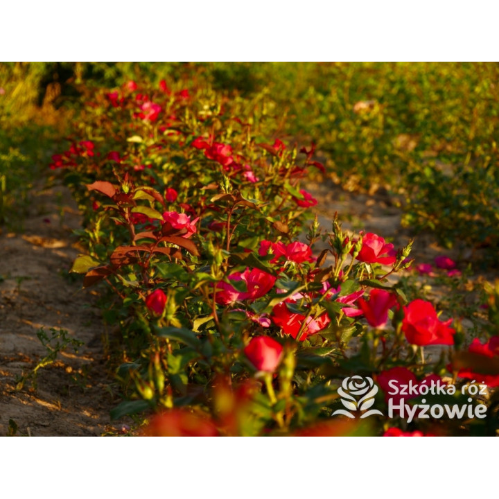 Knock Out® - Róże Rabatowe - 