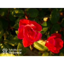 Knock Out® - Róże Rabatowe - 