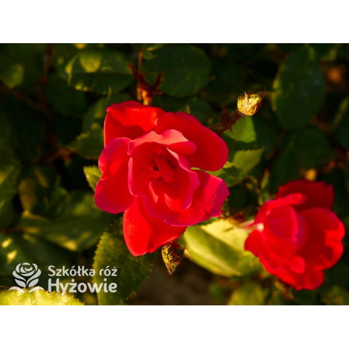 Knock Out® - Róże Rabatowe - 