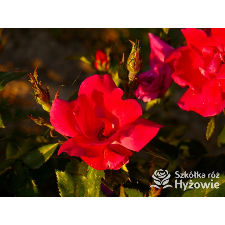 Knock Out® - Róże Rabatowe - 