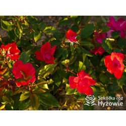 Knock Out® - Róże Rabatowe - 