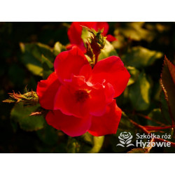 Knock Out® - Róże Rabatowe - 