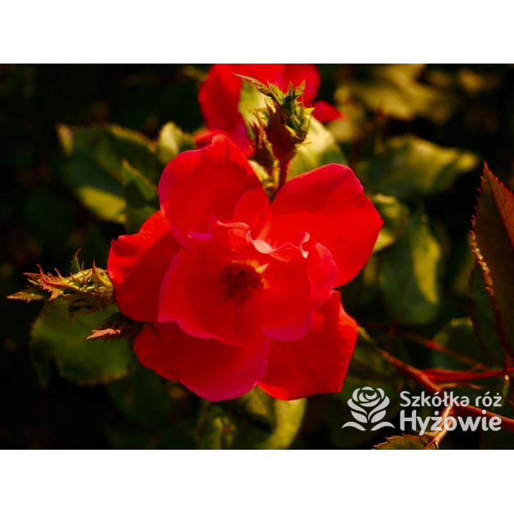 Knock Out® - Róże Rabatowe - 