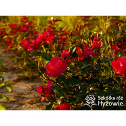 Knock Out® - Róże Rabatowe - 