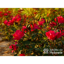 Knock Out® - Róże Rabatowe - 