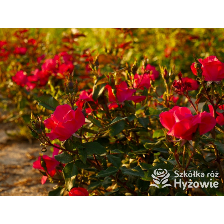 Knock Out® - Róże Rabatowe - 