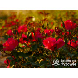 Knock Out® - Róże Rabatowe - 