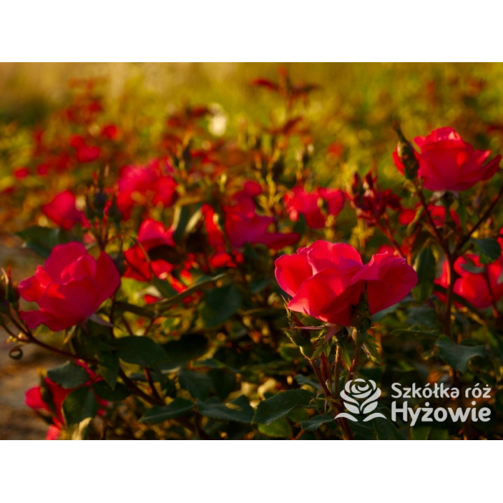 Knock Out® - Róże Rabatowe - 