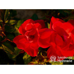 Knock Out® - Róże Rabatowe - 