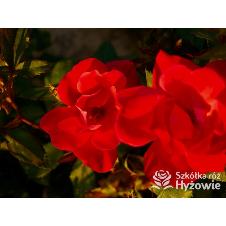 Knock Out® - Róże Rabatowe - 