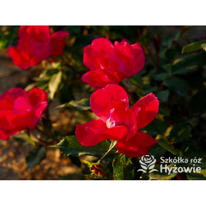 Knock Out® - Róże Rabatowe - 