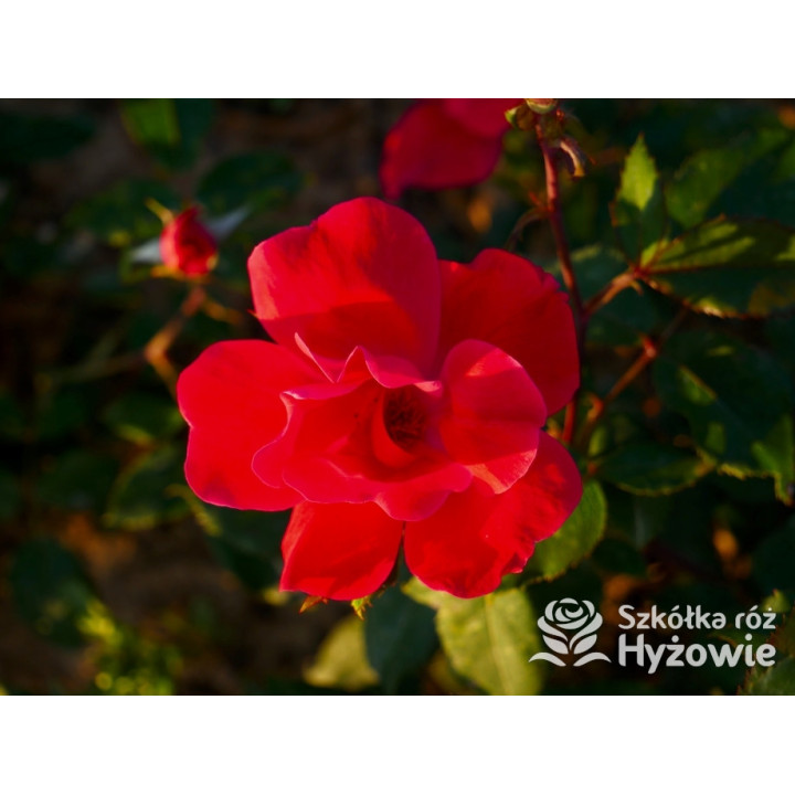 Knock Out® - Róże Rabatowe - 