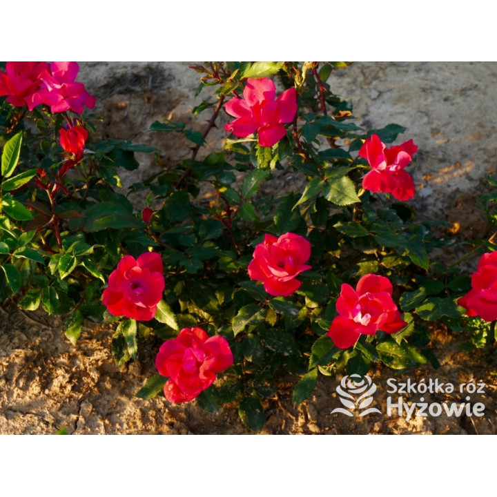 Knock Out® - Róże Rabatowe - 