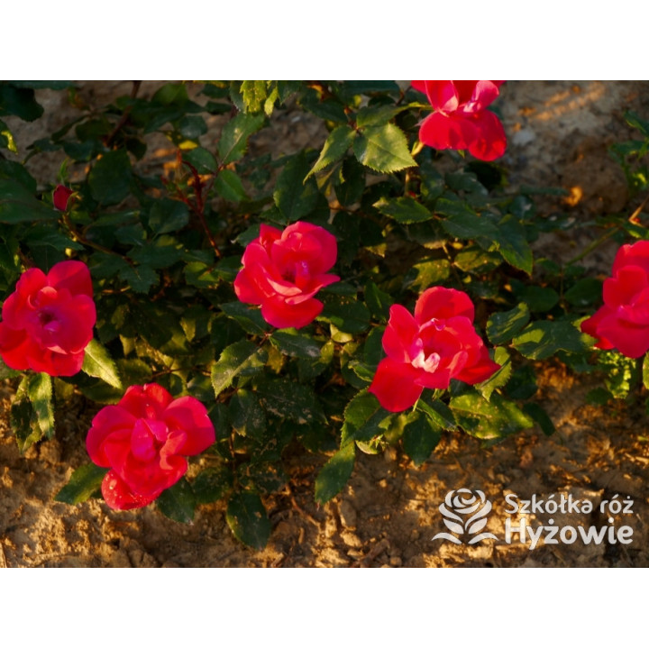 Knock Out® - Róże Rabatowe - 