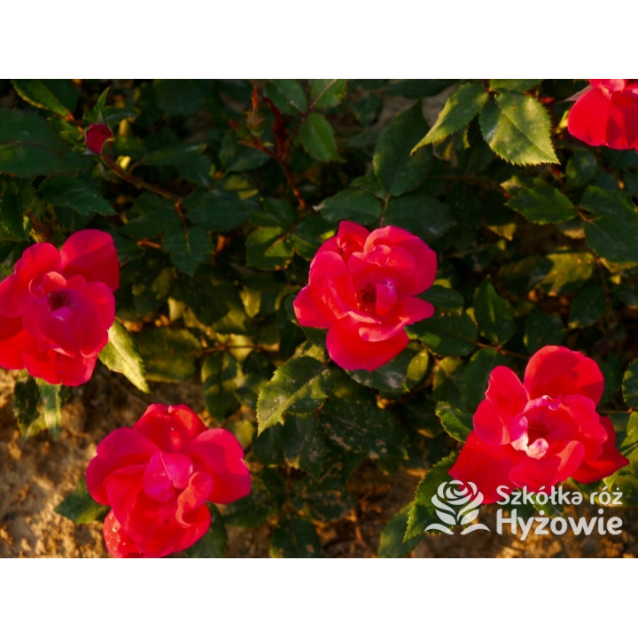 Knock Out® - Róże Rabatowe - 