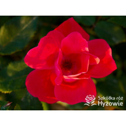 Knock Out® - Róże Rabatowe - 