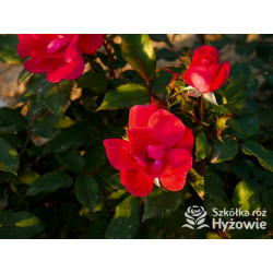 Knock Out® - Róże Rabatowe - 