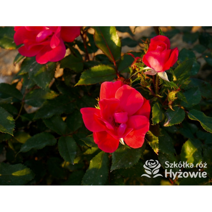 Knock Out® - Róże Rabatowe - 