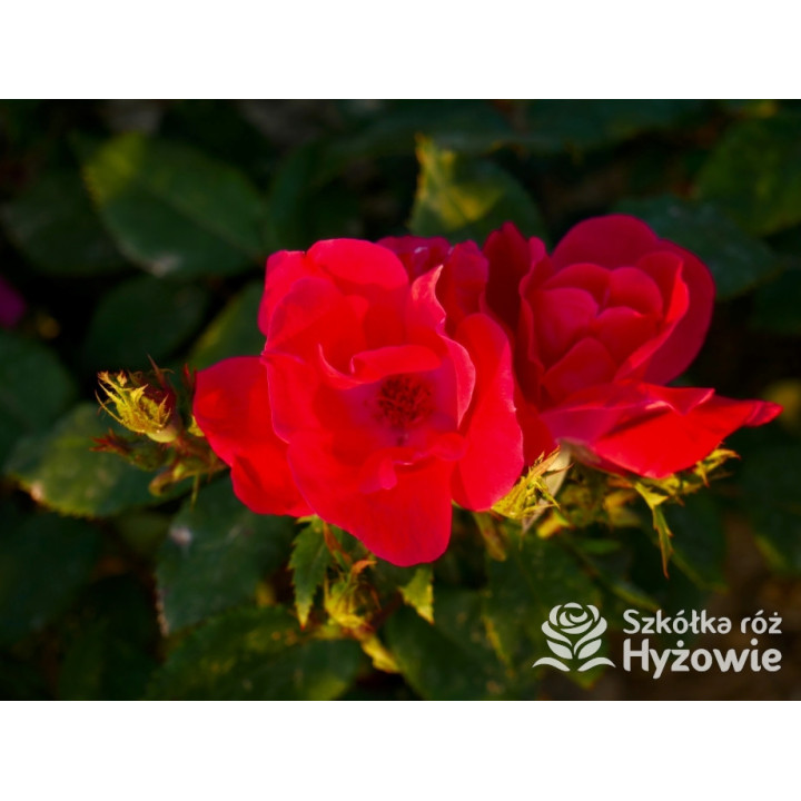 Knock Out® - Róże Rabatowe - 