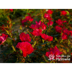 Knock Out® - Róże Rabatowe - 