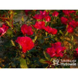 Knock Out® - Róże Rabatowe - 