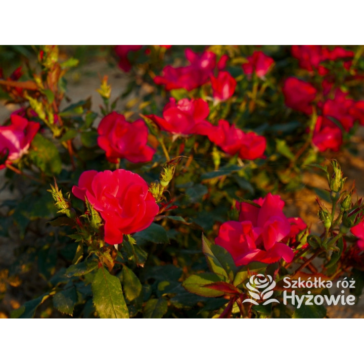 Knock Out® - Róże Rabatowe - 