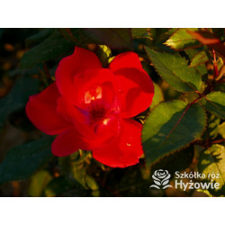 Knock Out® - Róże Rabatowe - 