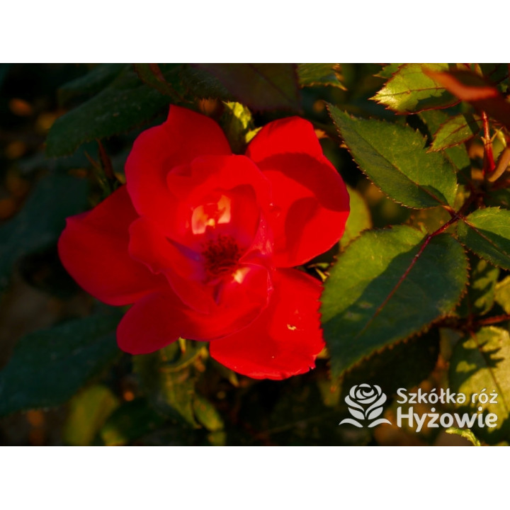 Knock Out® - Róże Rabatowe - 