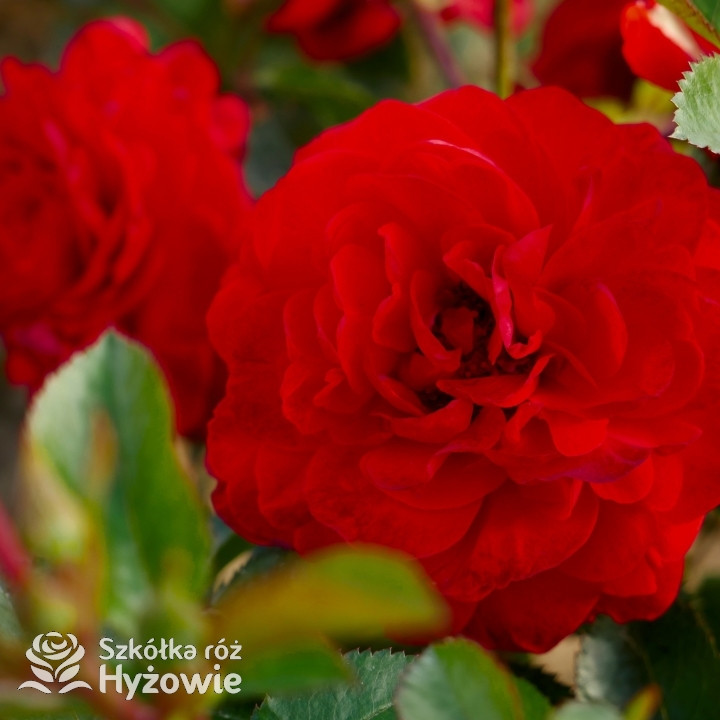 Scarlet Bonica® - Róże Rabatowe - 