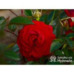 Scarlet Bonica® - Róże Rabatowe - 