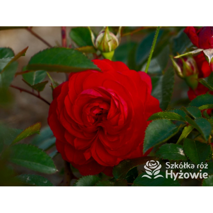 Scarlet Bonica® - Róże Rabatowe - 