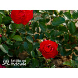 Scarlet Bonica® - Róże Rabatowe - 