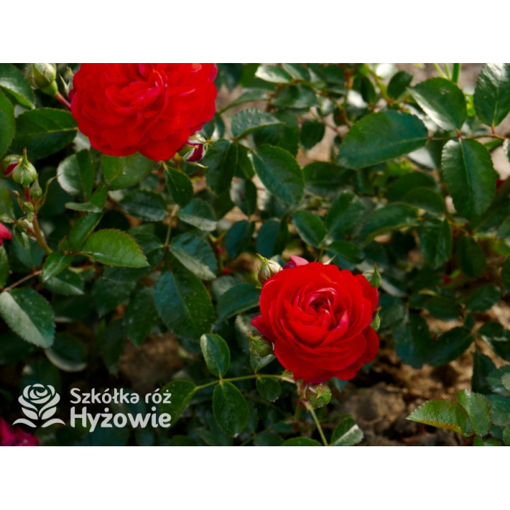 Scarlet Bonica® - Róże Rabatowe - 